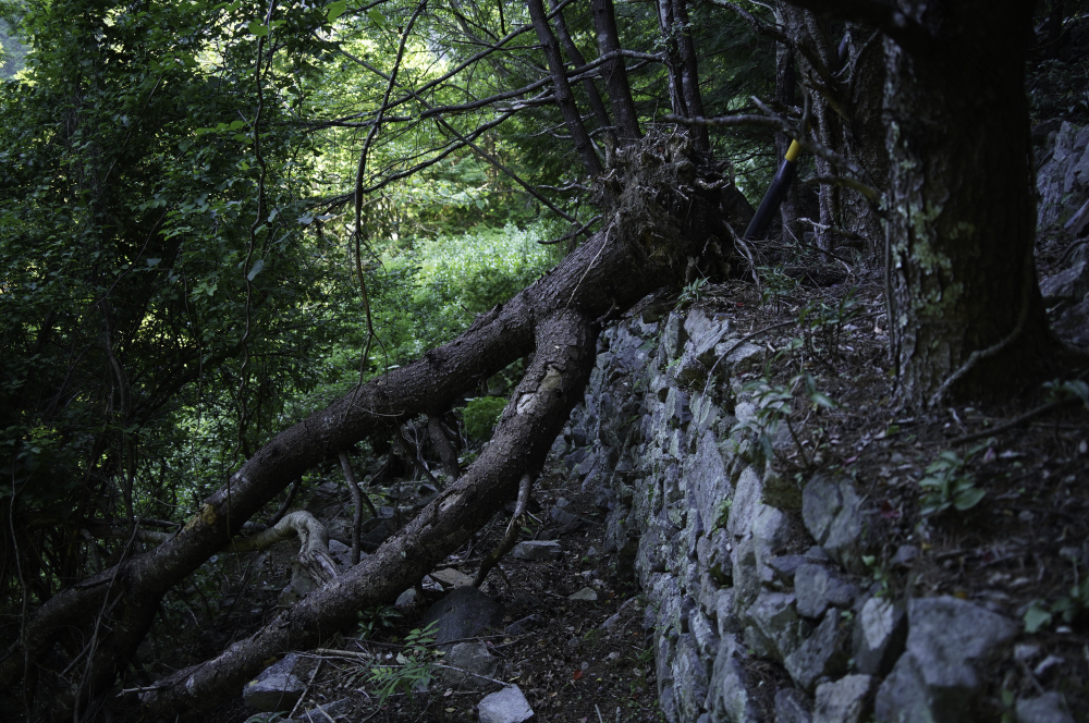 f:id:haikutu:20210617204254j:plain