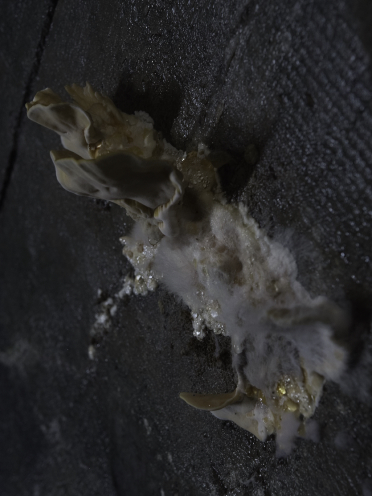 f:id:haikutu:20210720112829j:plain