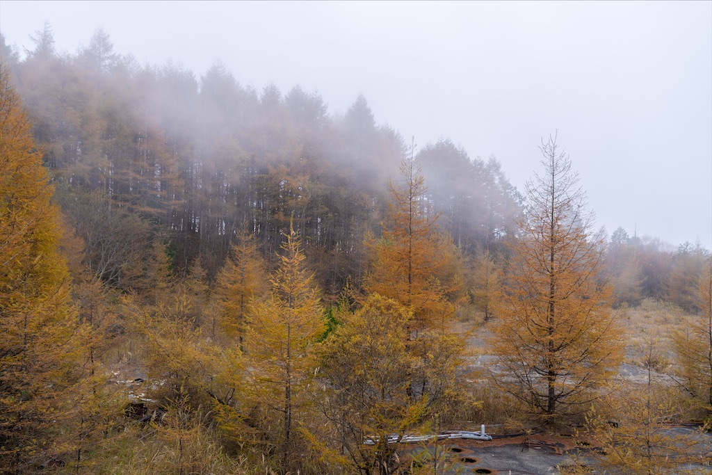 f:id:haikutu:20211212225335j:image