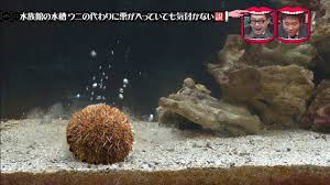 f:id:haimushi:20190323071310p:plain f:id:haimushi:20190323071310p:plain