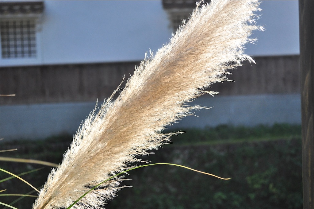 f:id:hairboxreve:20201021161851j:image
