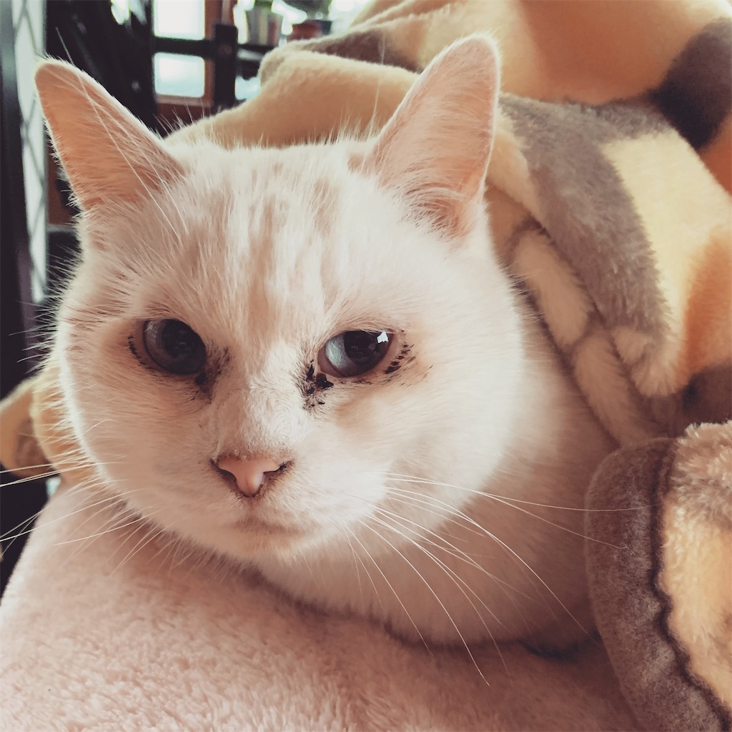 f:id:hairienomoto:20230314082106j:image