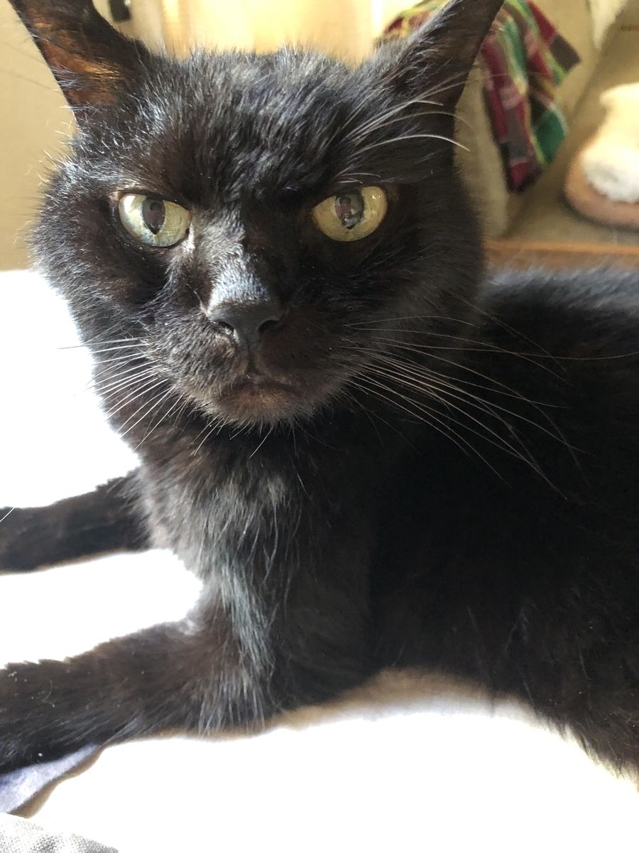 一人暮らしでの猫の介護のこと - hairsalonsatouu0027s blog