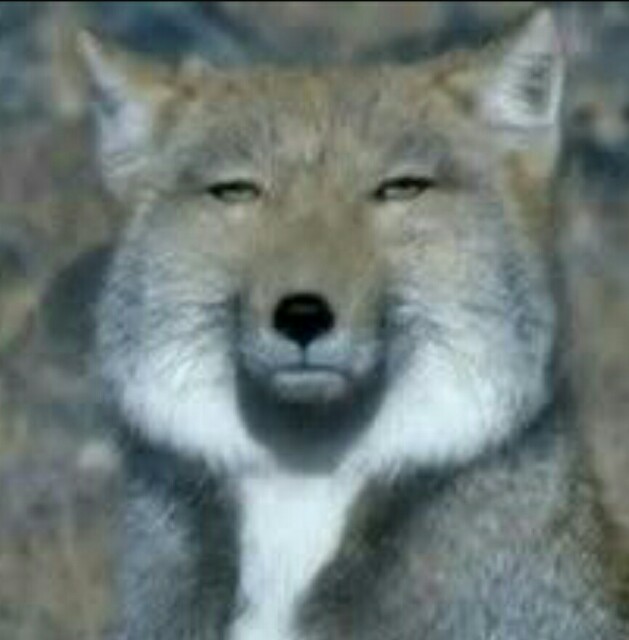 f:id:haiyuchu:20170201052118j:plain