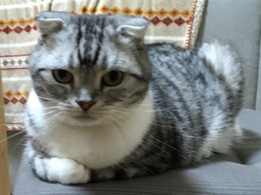 f:id:haji-maru:20200621092256j:plain