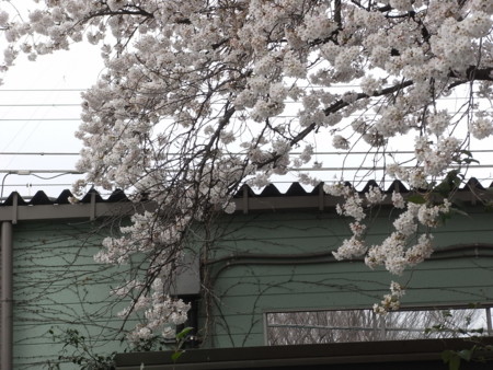 f:id:hajiki:20090402163258j:image