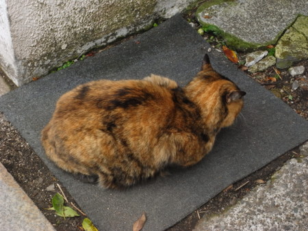 f:id:hajiki:20090403121458j:image