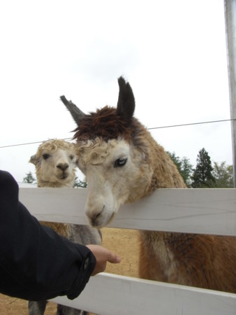 f:id:hajiki:20090503142855j:image