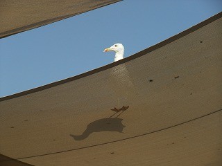 f:id:hajiki:20110822150147j:image