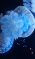 20100913151307