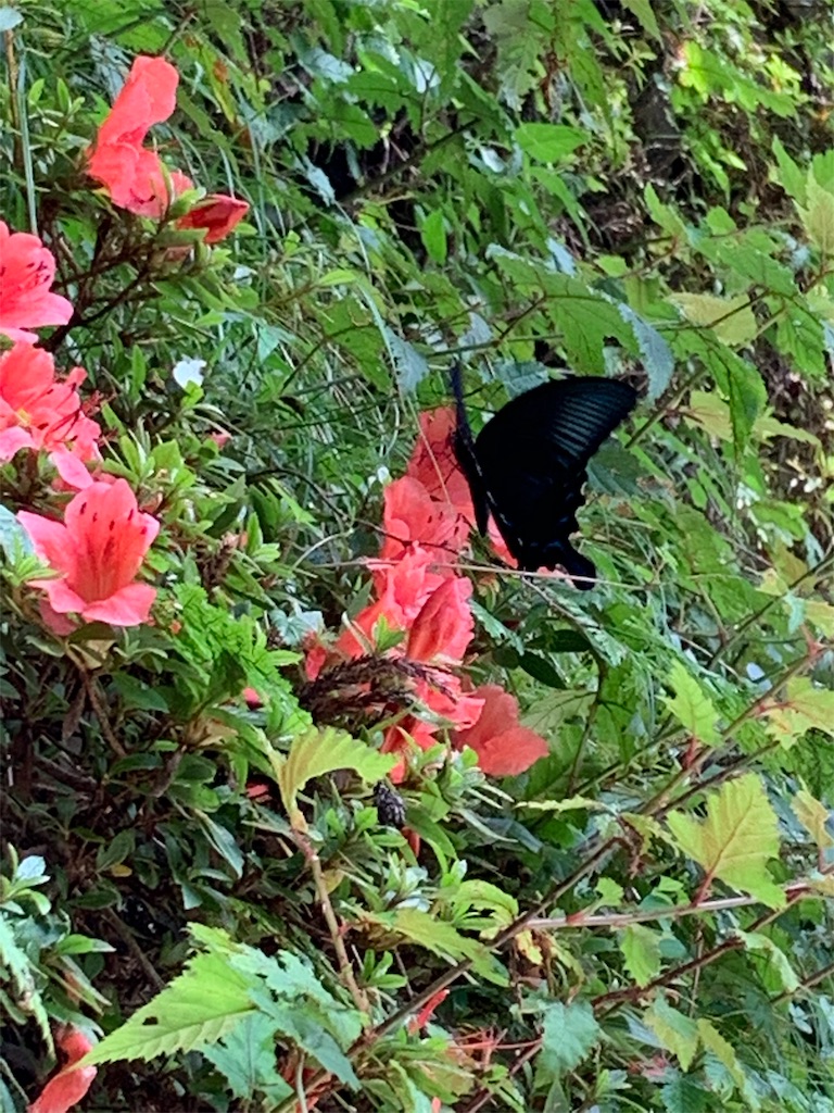 f:id:hajime8302:20190731140355j:image f:id:hajime8302:20190731140355j:image