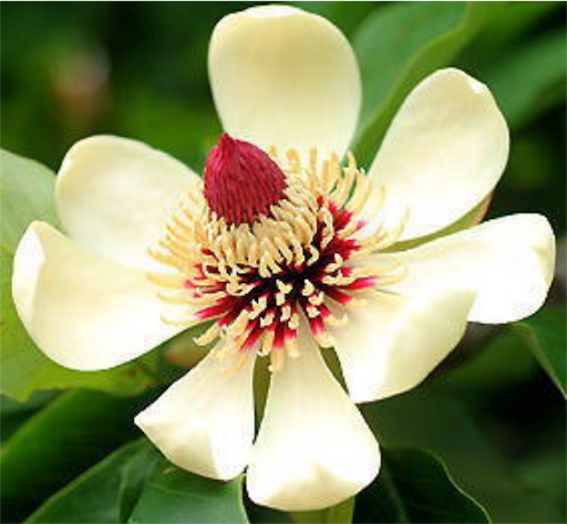 f:id:hajimerie:20160922193936j:image f:id:hajimerie:20160922193936j:image