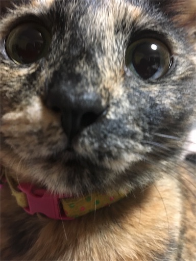 f:id:hajimerie:20170128054514j:image f:id:hajimerie:20170128054514j:image