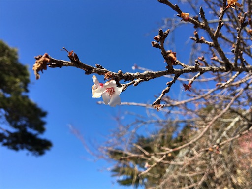 f:id:hajimerie:20170211133826j:image f:id:hajimerie:20170211133826j:image