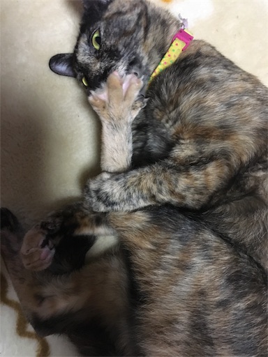 f:id:hajimerie:20171111233602j:image