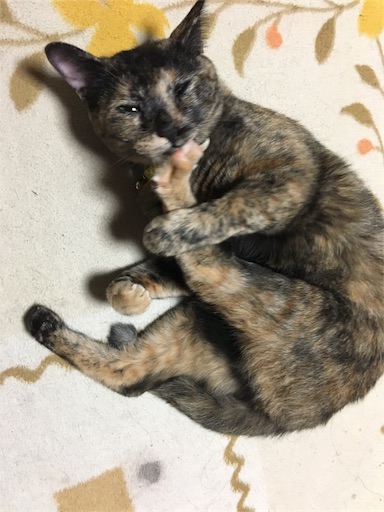 f:id:hajimerie:20180410124942j:image f:id:hajimerie:20180410124942j:image