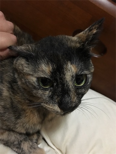 f:id:hajimerie:20180607193141j:image