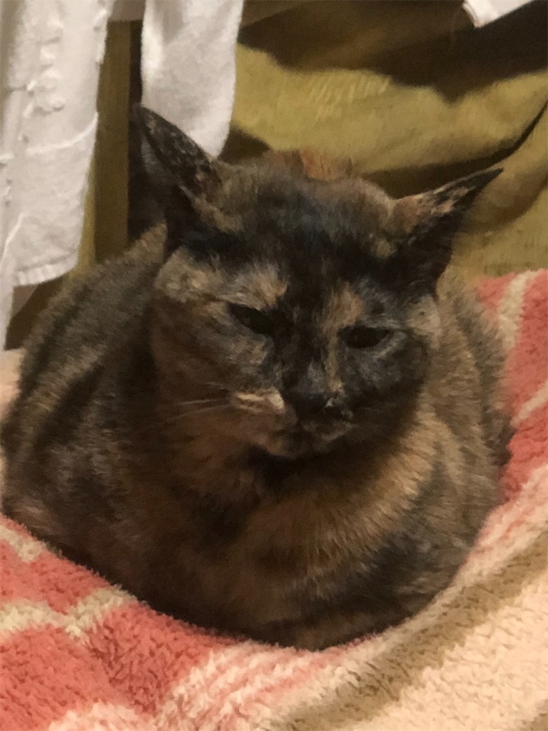 f:id:hajimerie:20210108091052j:image f:id:hajimerie:20210108091052j:image