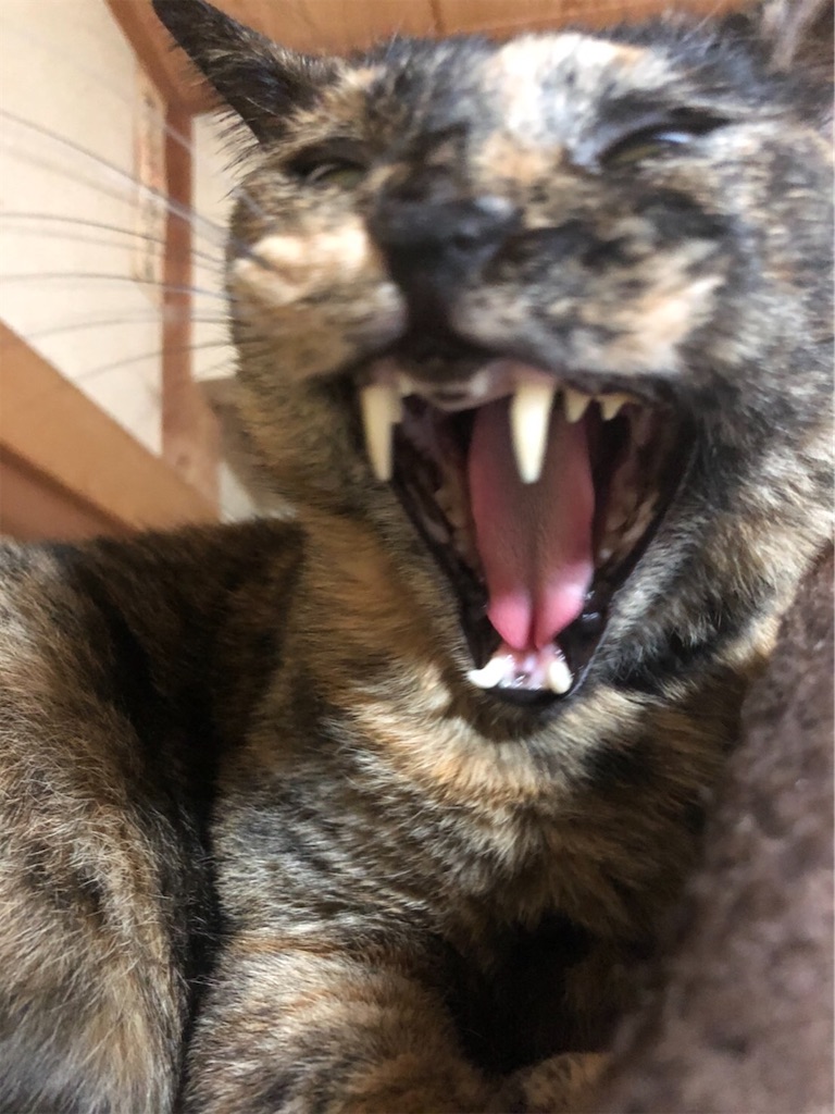 f:id:hajimerie:20210318221015j:image f:id:hajimerie:20210318221015j:image