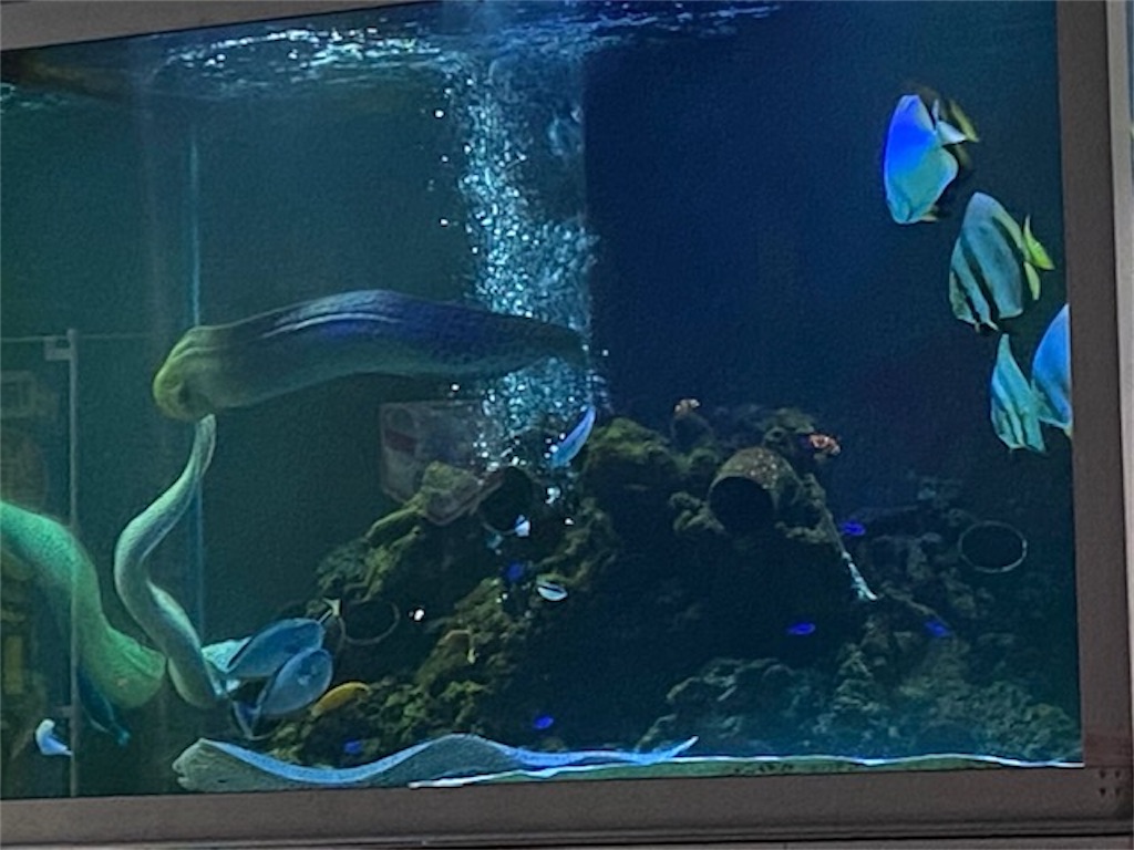 f:id:hajimerie:20210320194243j:image f:id:hajimerie:20210320194243j:image