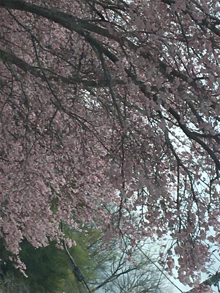 f:id:hajimerie:20210329041332j:image f:id:hajimerie:20210329041332j:image