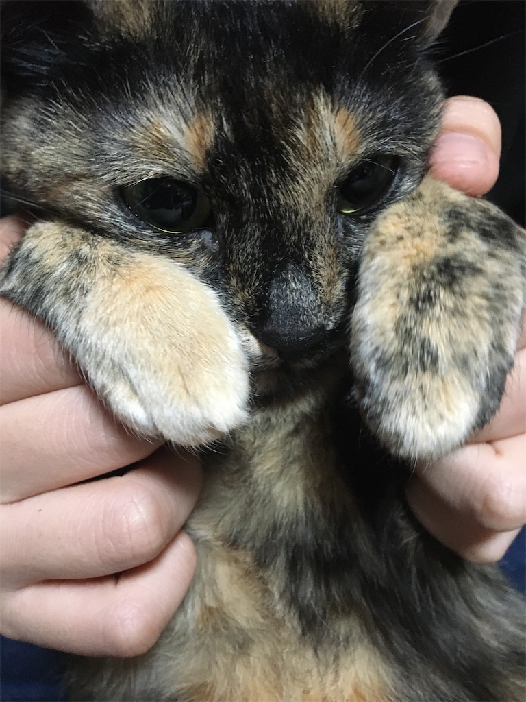 f:id:hajimerie:20210601041008j:image f:id:hajimerie:20210601041008j:image