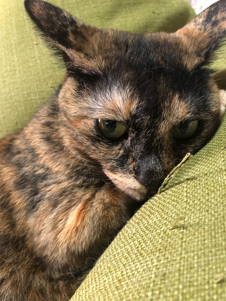 f:id:hajimerie:20210614090228j:image f:id:hajimerie:20210614090228j:image