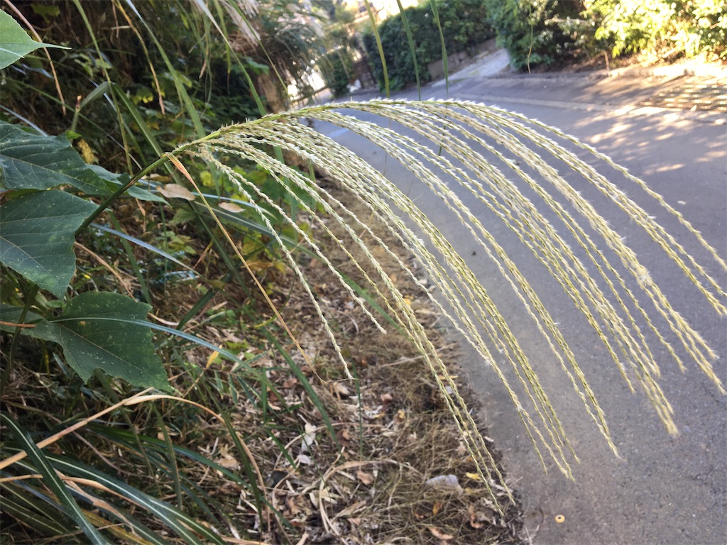 f:id:hajimerie:20211030043533j:image f:id:hajimerie:20211030043533j:image