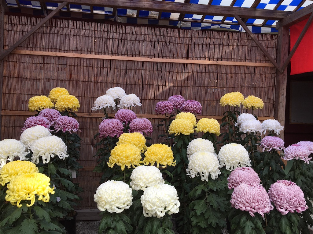 f:id:hajimerie:20211031095940j:image