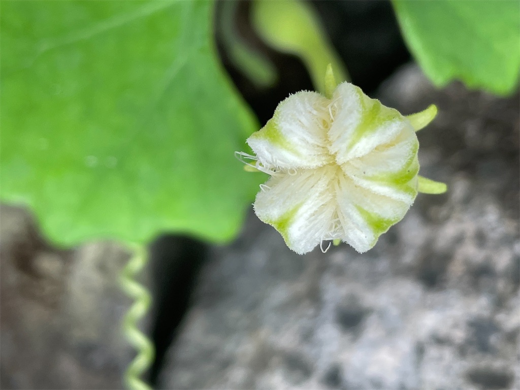 f:id:hajimerie:20220713073825j:image f:id:hajimerie:20220713073825j:image