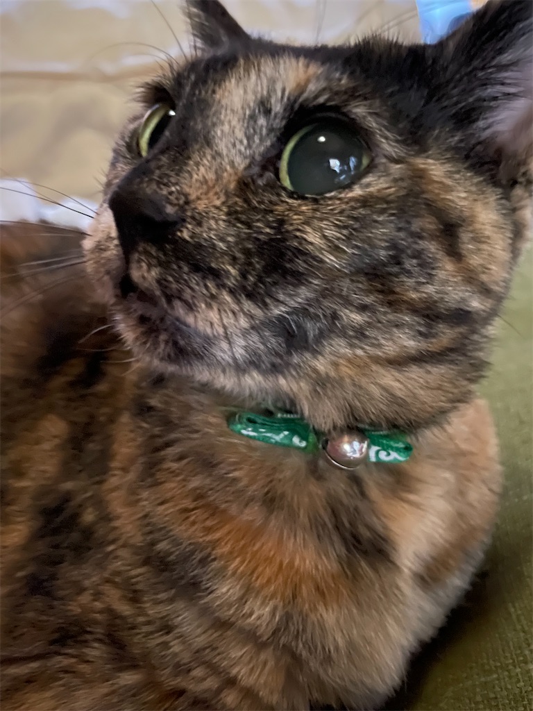 f:id:hajimerie:20221030061925j:image f:id:hajimerie:20221030061925j:image