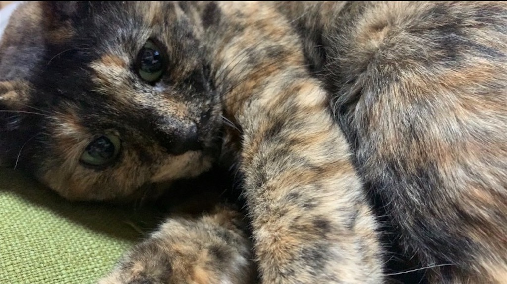 f:id:hajimerie:20221105061027j:image