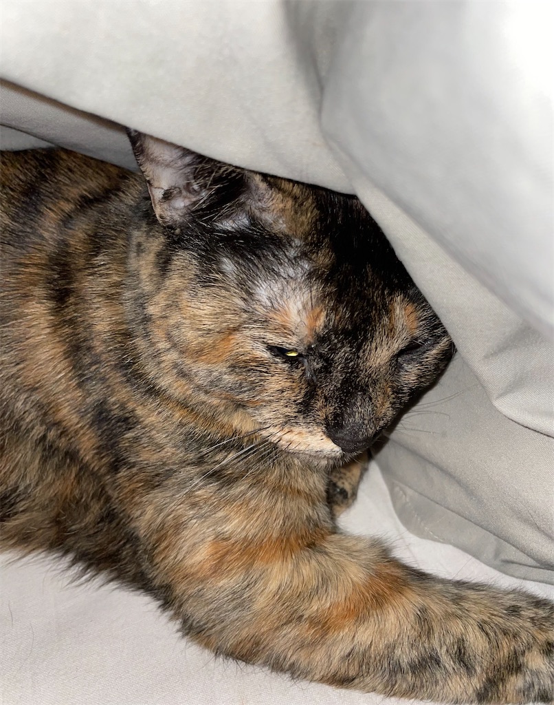 f:id:hajimerie:20230129042248j:image f:id:hajimerie:20230129042248j:image