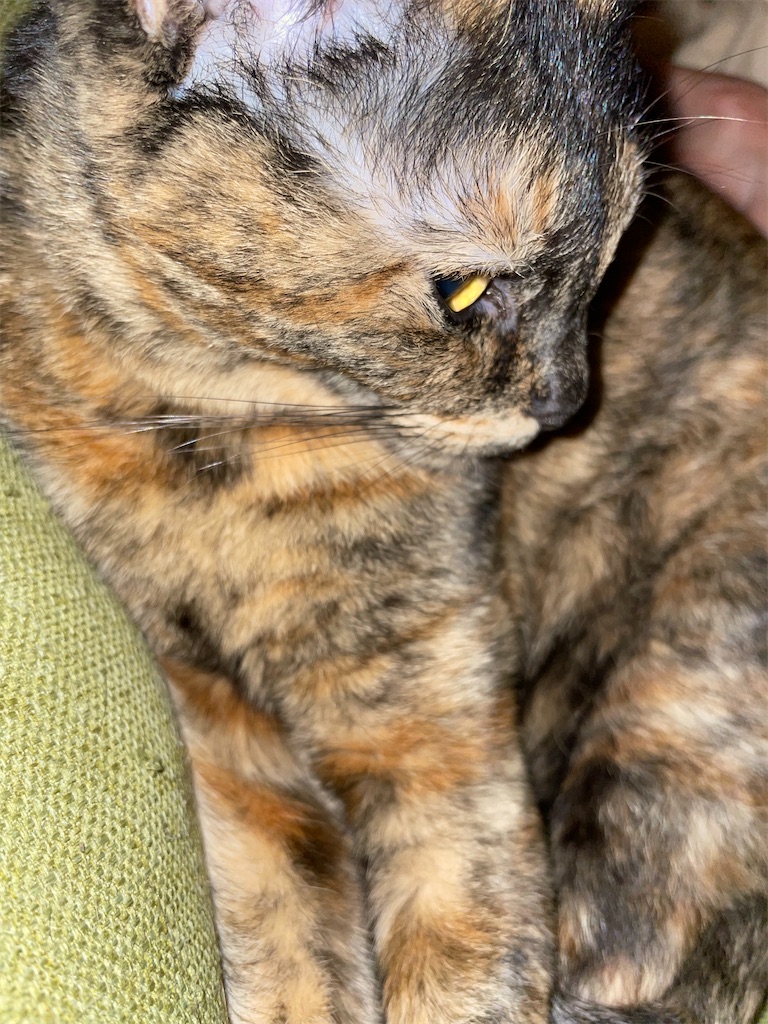 f:id:hajimerie:20230414011815j:image