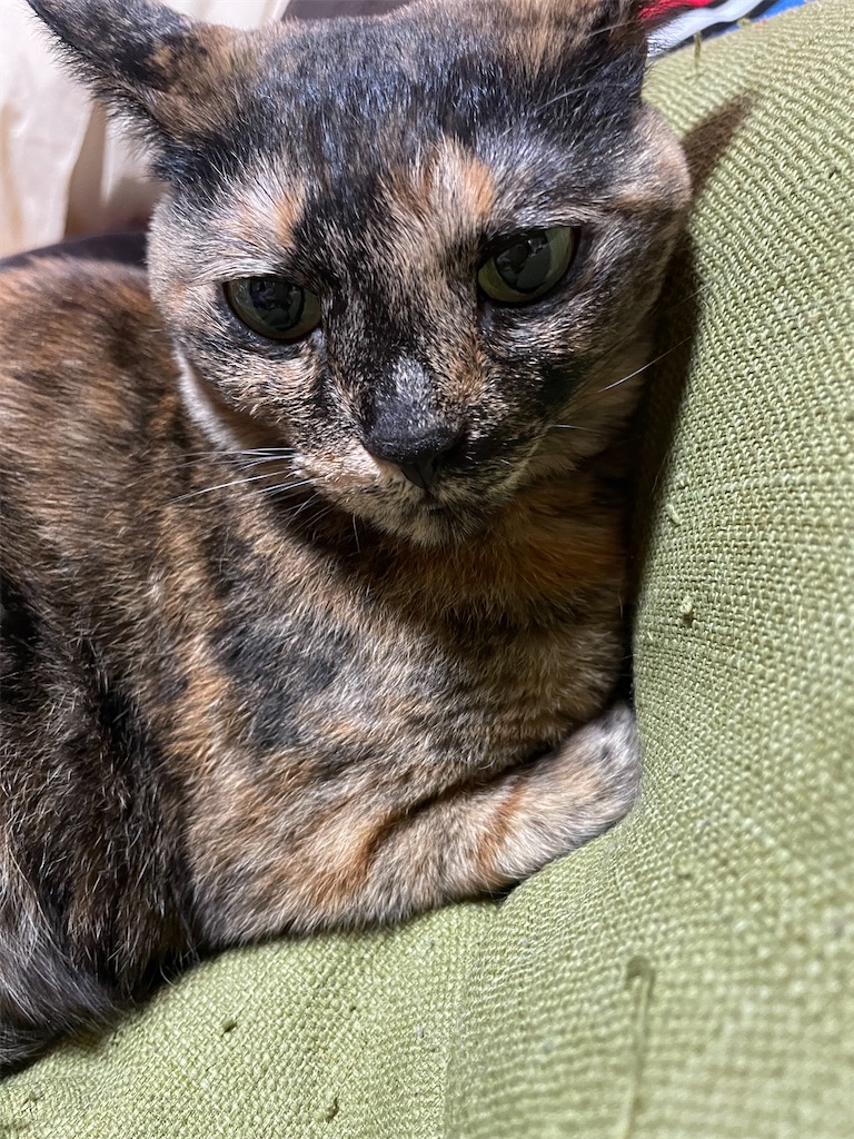 f:id:hajimerie:20230417064023j:image f:id:hajimerie:20230417064023j:image