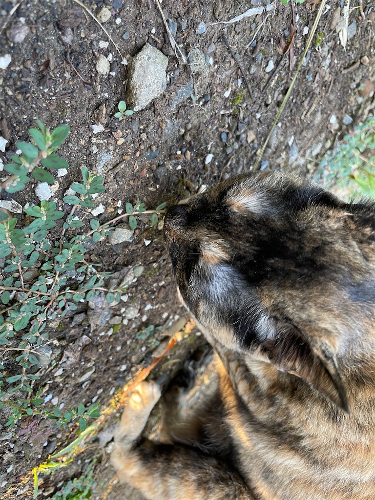 f:id:hajimerie:20230710064247j:image