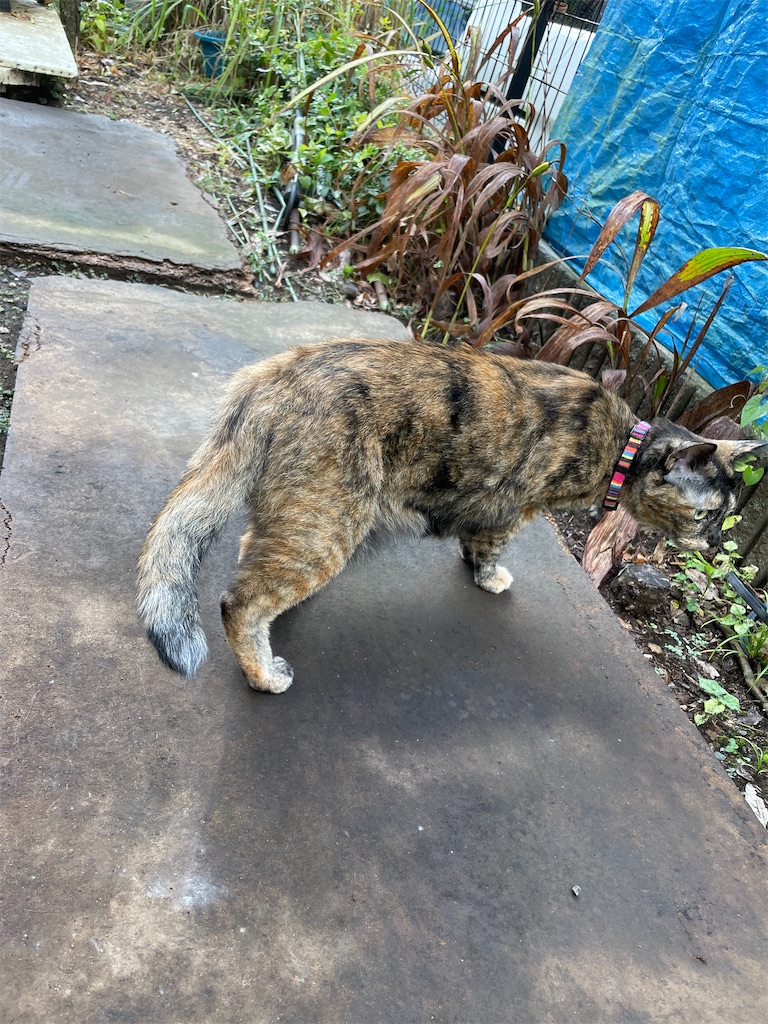 f:id:hajimerie:20230802235229j:image f:id:hajimerie:20230802235229j:image