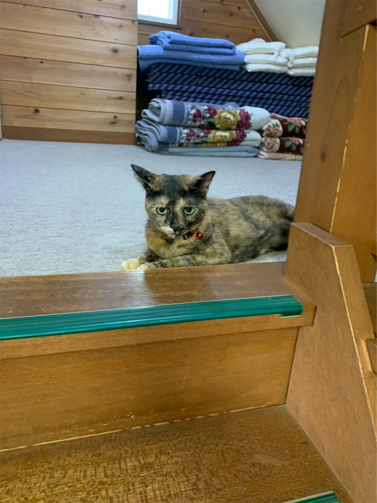 f:id:hajimerie:20230807062934j:image f:id:hajimerie:20230807062934j:image