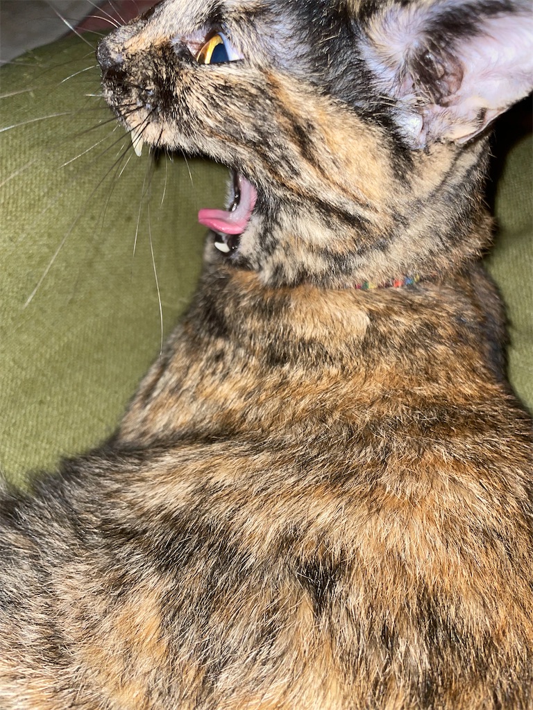 f:id:hajimerie:20230817083602j:image