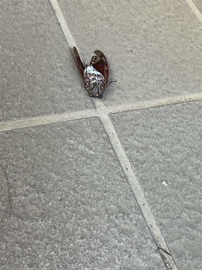 f:id:hajimerie:20230818064558j:image f:id:hajimerie:20230818064558j:image