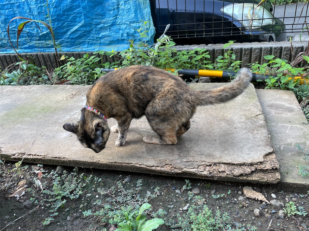 f:id:hajimerie:20230818064607j:image f:id:hajimerie:20230818064607j:image