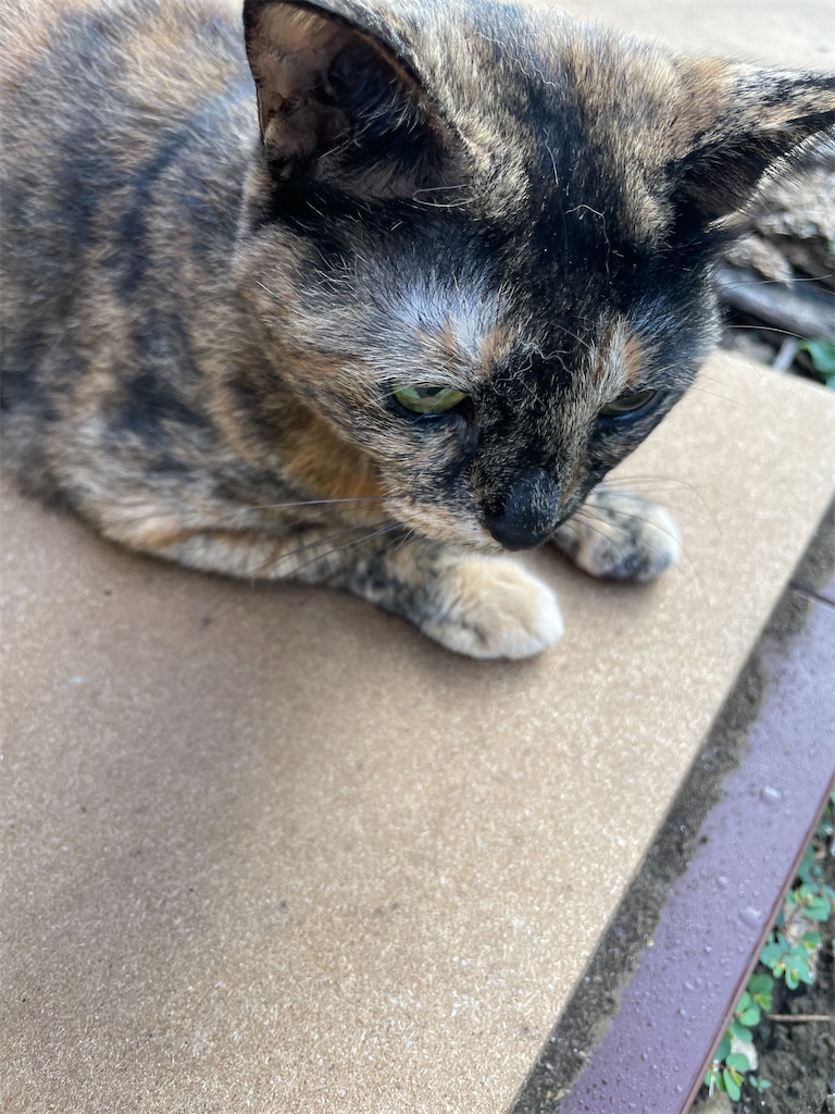 f:id:hajimerie:20230820051400j:image f:id:hajimerie:20230820051400j:image