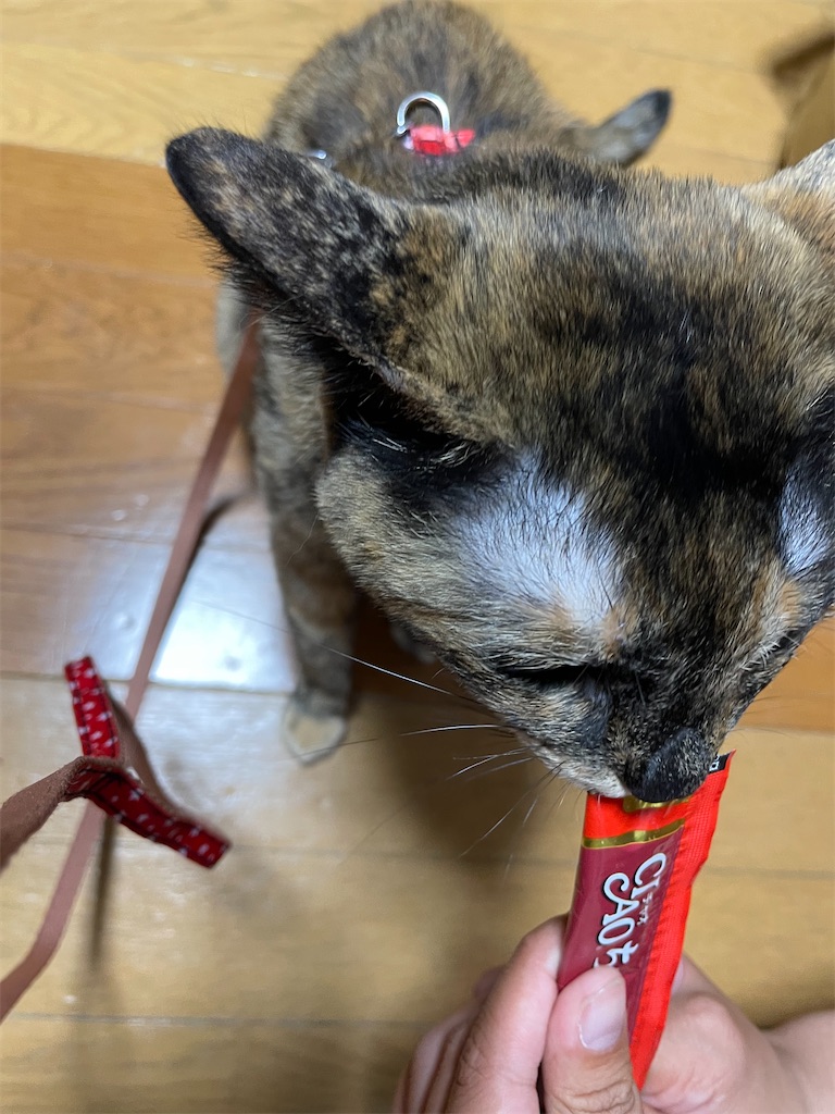 f:id:hajimerie:20240423042727j:image f:id:hajimerie:20240423042727j:image