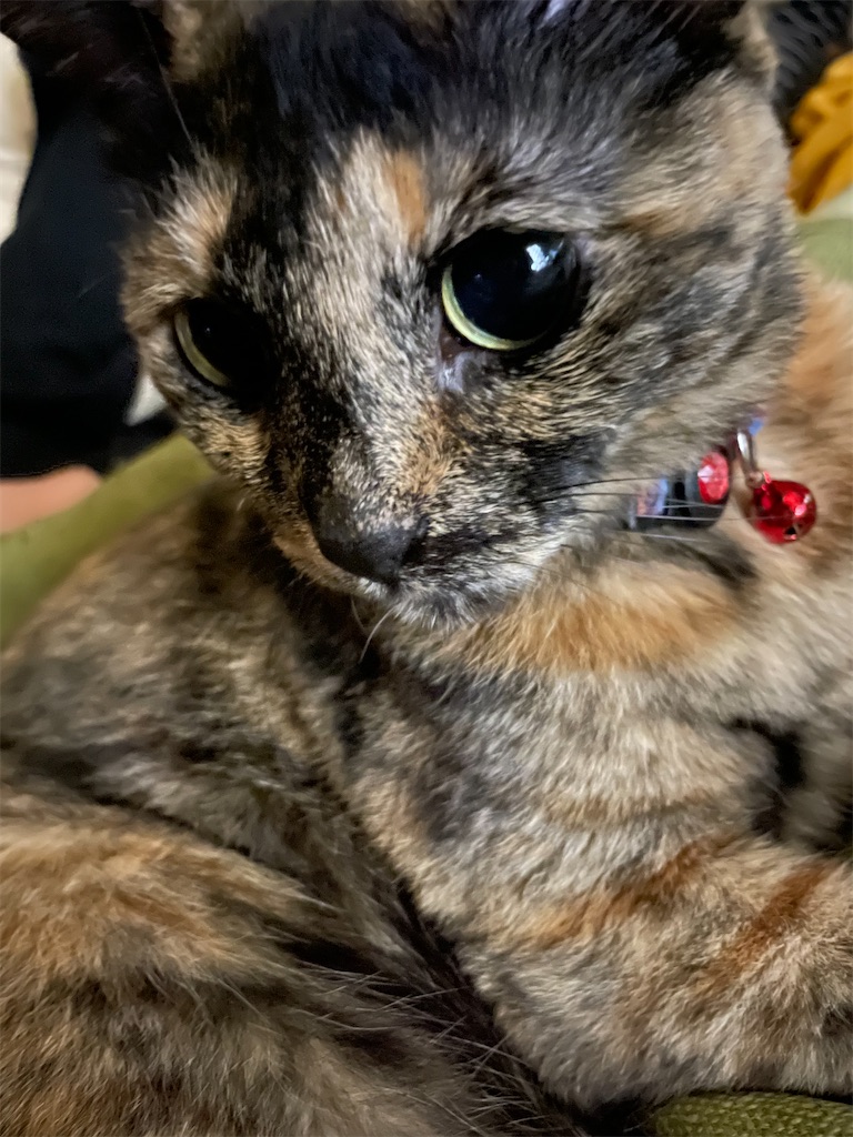 f:id:hajimerie:20241002050155j:image f:id:hajimerie:20241002050155j:image