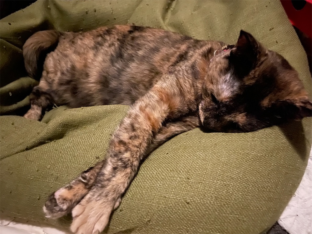 f:id:hajimerie:20241015025921j:image