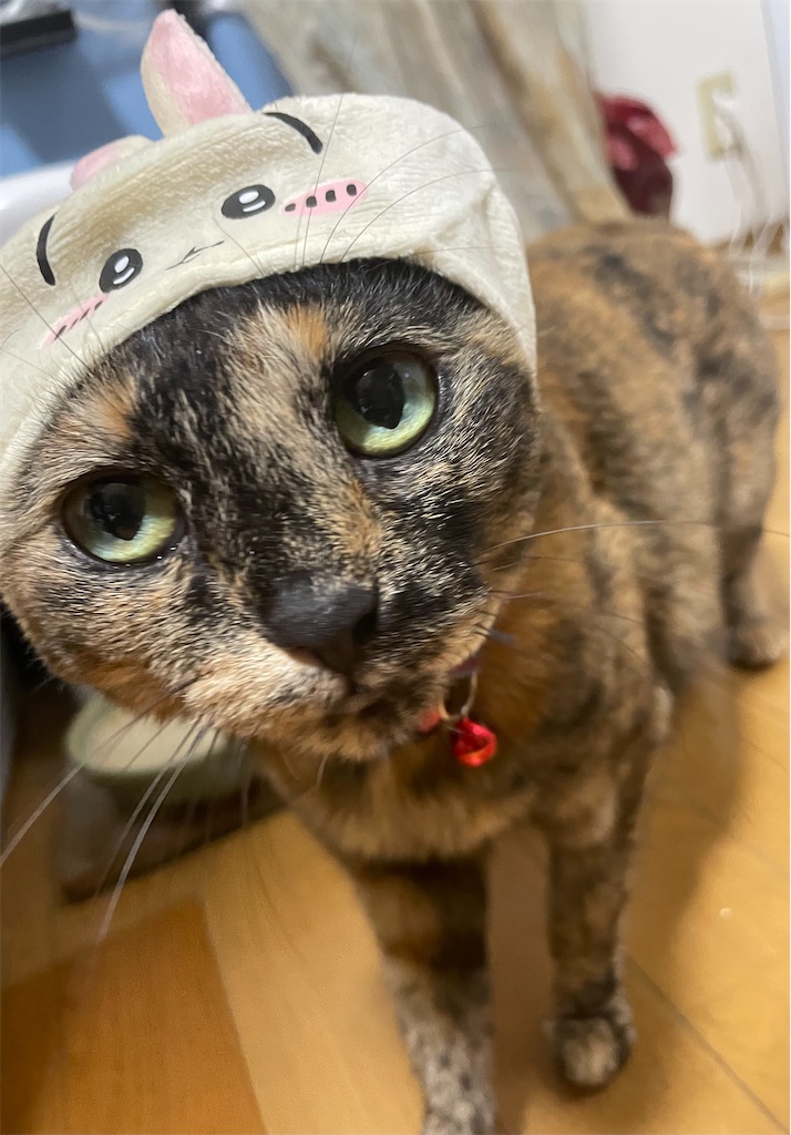 f:id:hajimerie:20241015200206j:image