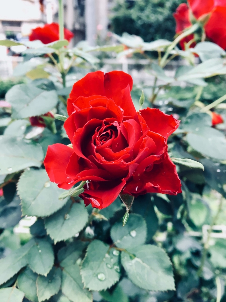 f:id:hajimetenoblogsan:20190219135923j:plain