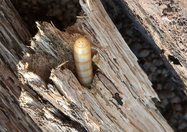 f:id:hajisummer:20190227231023j:plain f:id:hajisummer:20190227231023j:plain