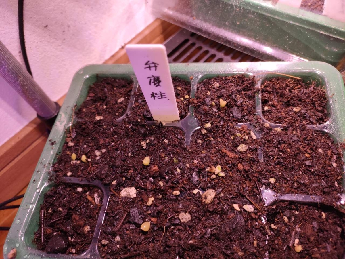 サワロサボテン 弁慶柱（ベンケイチュウ）の種子の発芽検証 - NEW