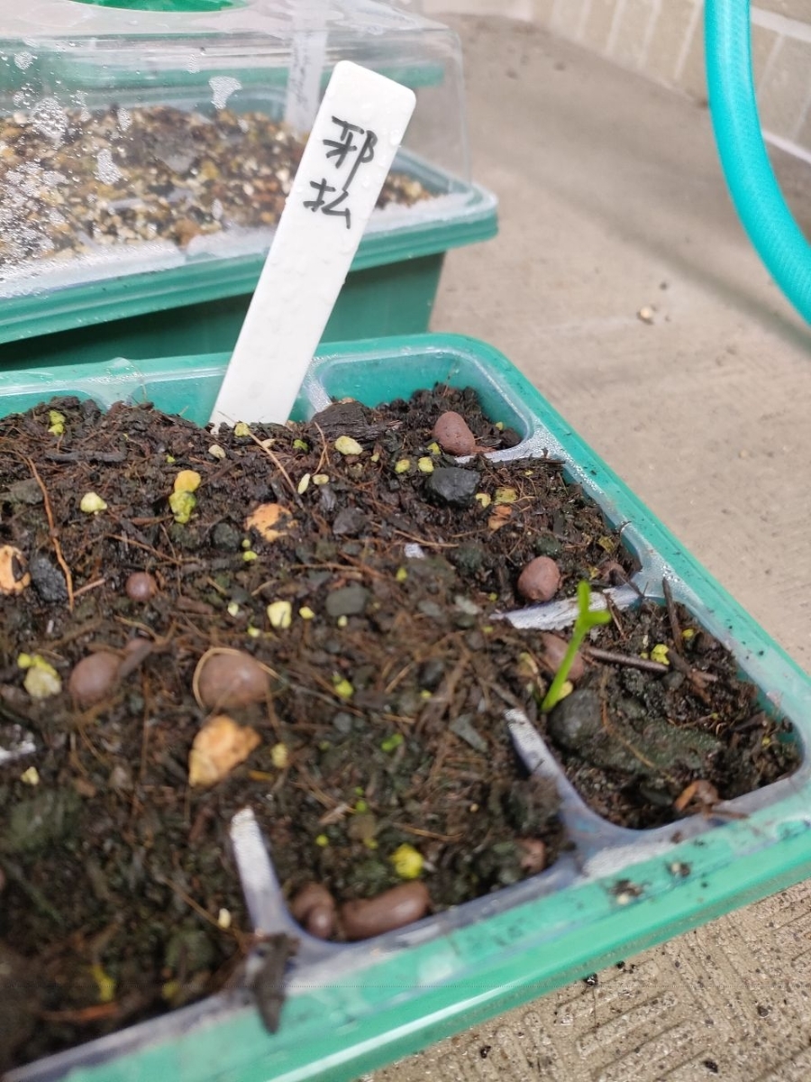 邪払の発芽 - NEW PLANTS EXPERIMENTS